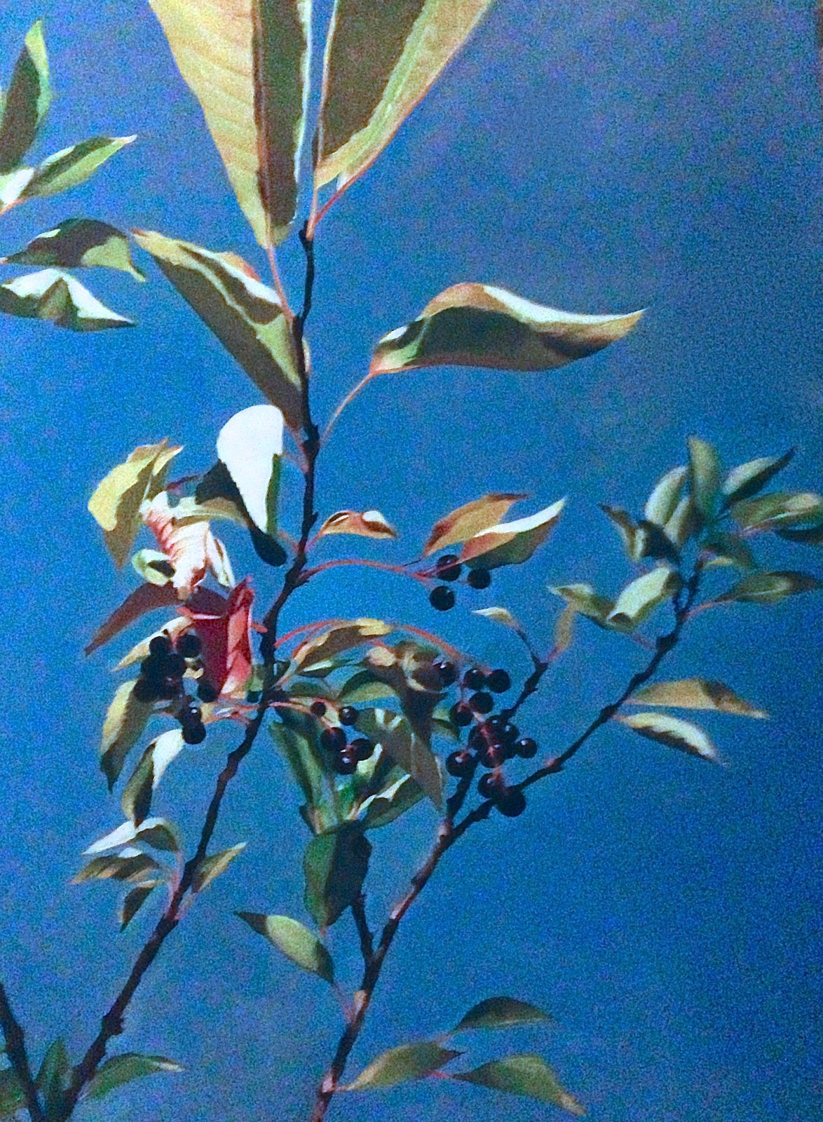 Landscape in oil by Jane Lucchino